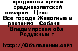 продаются щенки среднеазиатской овчарки › Цена ­ 30 000 - Все города Животные и растения » Собаки   . Владимирская обл.,Радужный г.